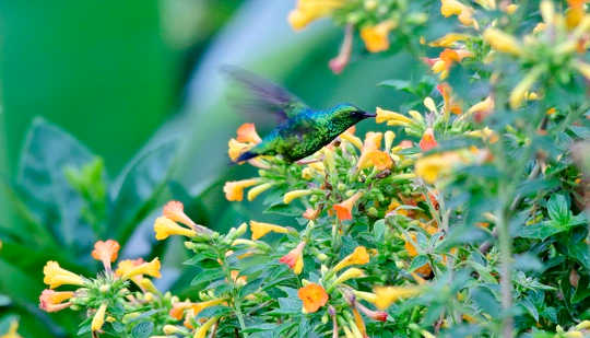 How Do Hummingbirds Draw In Nectar?