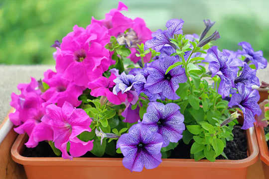 Petunias were just one of the types of plants added to participants’ front gardens.  (green front gardens reduce physiological and psychological stress)