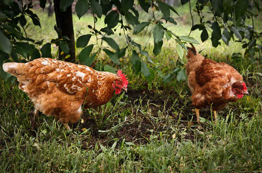 More people are choosing to keep hens in their gardens. (eight facts to know about eggs)