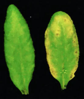A leaf from a healthy Arabidopsis plant (left) and a leaf from a dysbiosis mutant plant (right). (when plants and their microbes are not in sync the results can be disastrous)