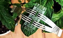 The sensor patch sits on a plant's leaf