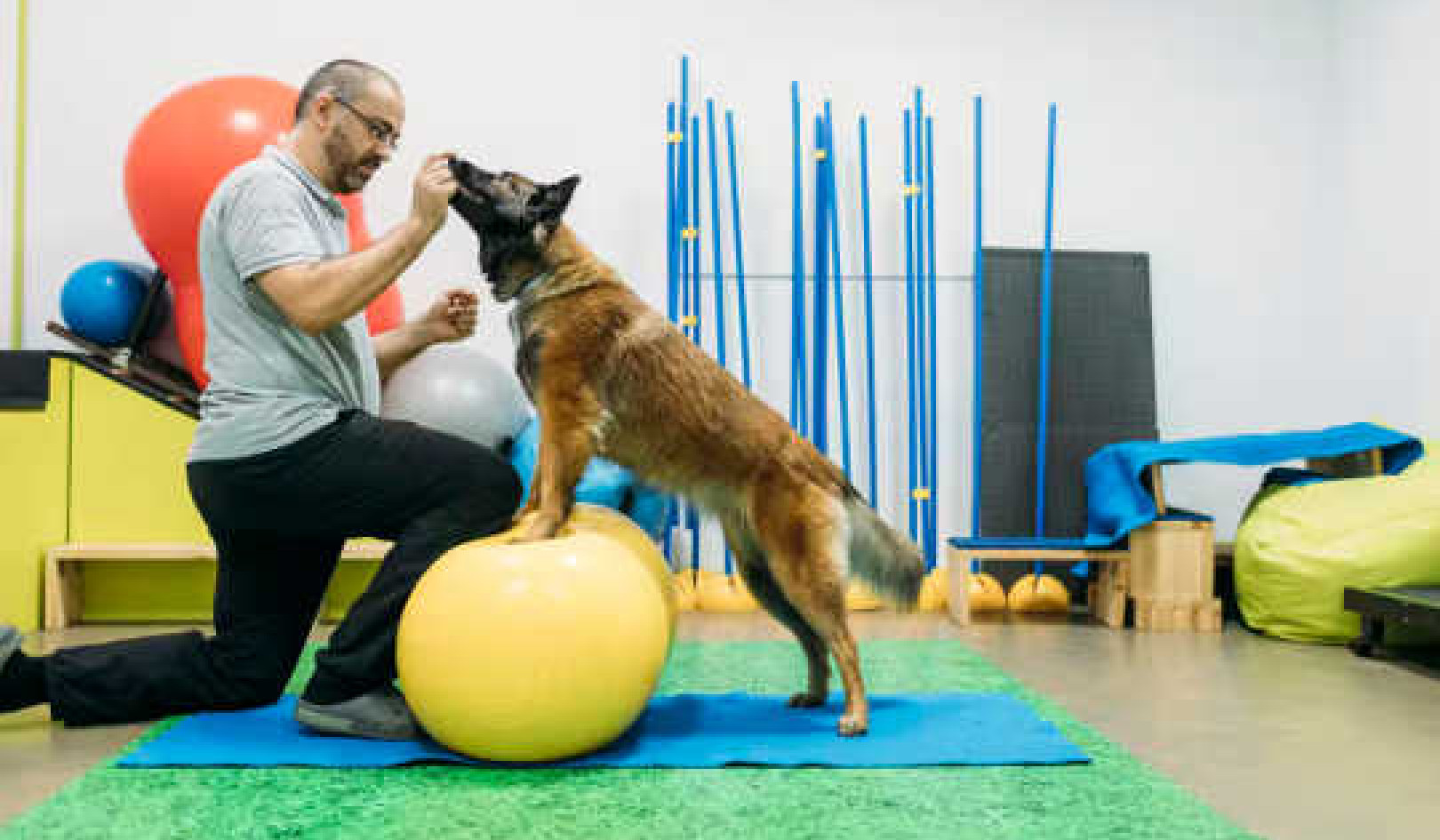 Care For Dogs With Arthritis