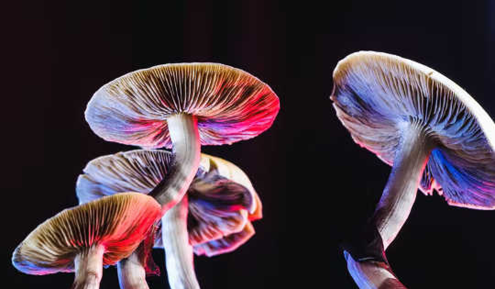 Do Mushrooms Really Use Language To Talk To Each Other?